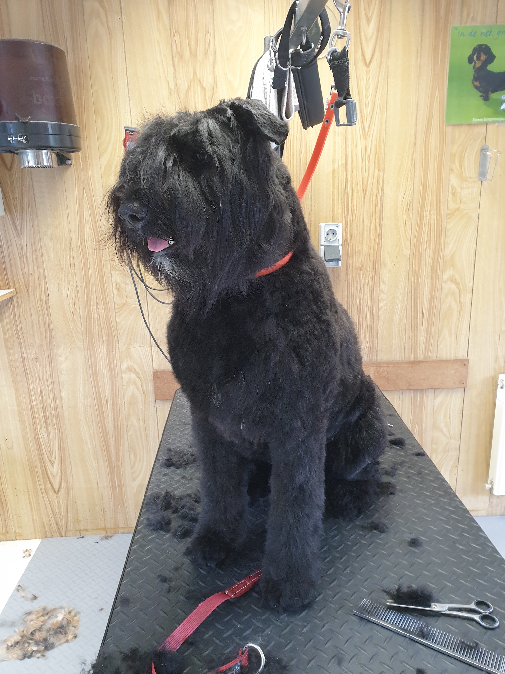 Een zwarte hond, net getrimd, zit op de trimtafel in de salon, met de grenen wand erachter